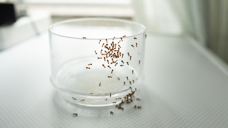 Ants on glass in home