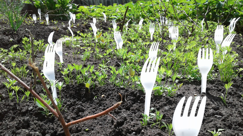Plastic forks in vegetable garden