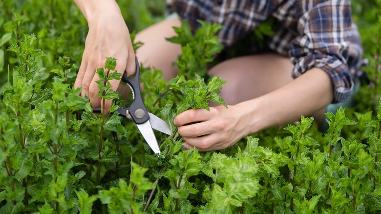 Gardener harvests mint with scissors