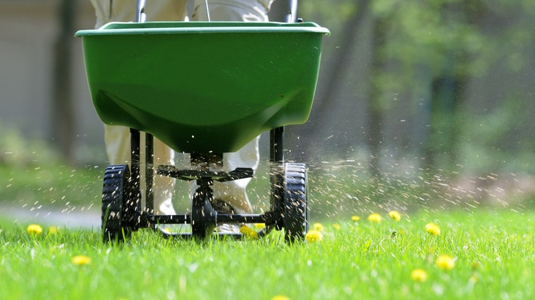 fertilizing lawn