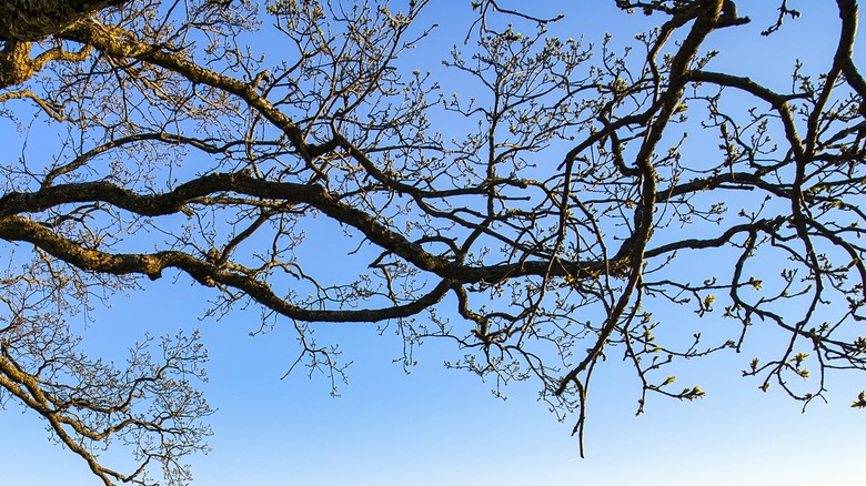 Leafless branches lit by setting sun