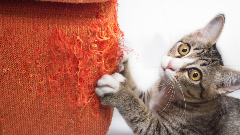 Kitten scratching an orange sofa
