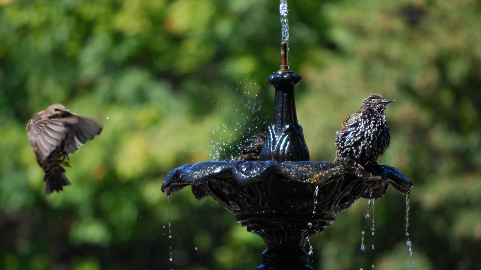 How To Use Vinegar To Keep Your Birdbaths & Outdoor Fountains Looking