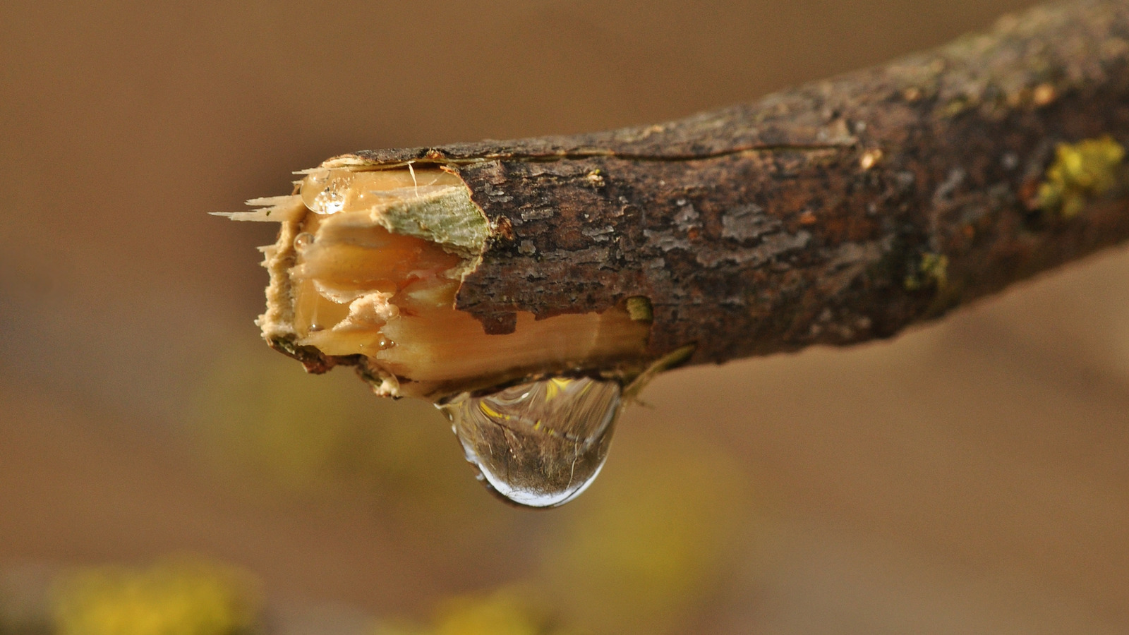 What is the Best Tree Sap Removal Product?