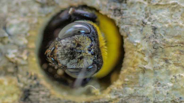 Closeup of carpenter bee in hole bored in wood