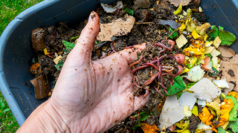 A person holds worms above a compost bin full of food scraps