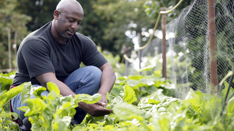 Man tending to garden plants