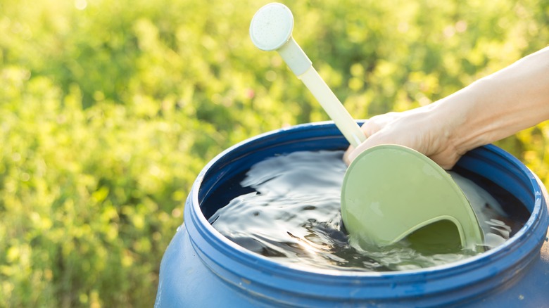 Collecting water from rain barrel
