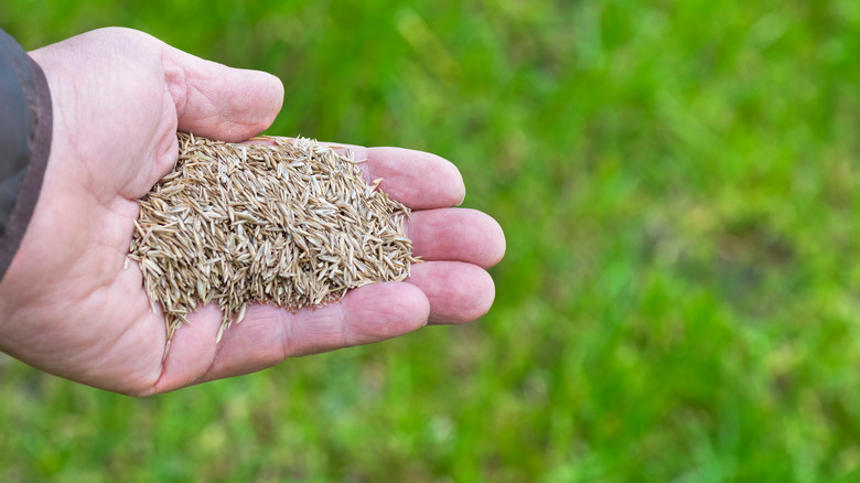 Seeds for lawn in hand