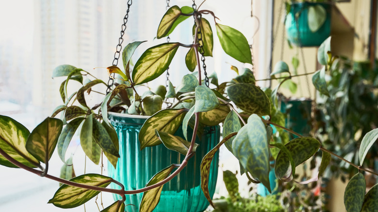 Hoya plant in a green hanging pot