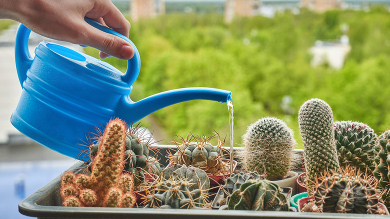 A person watering cacti on a windowsill