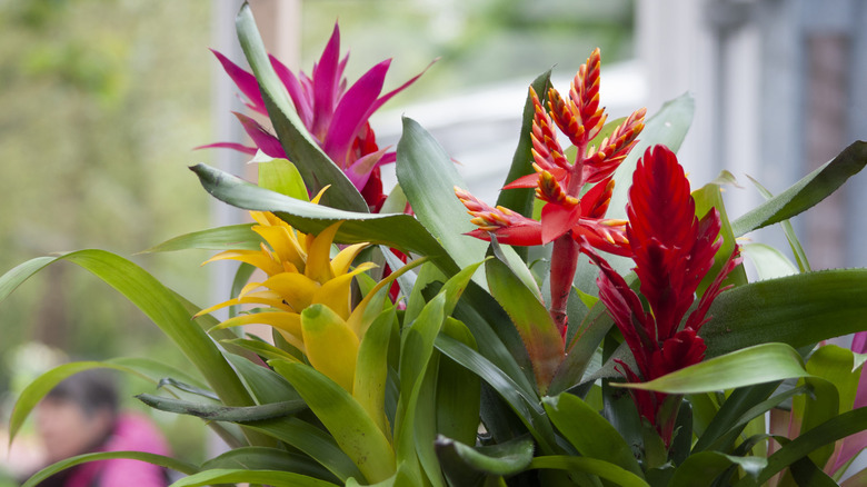 potted Bromeliad plants with pink, red, and yellow blooms