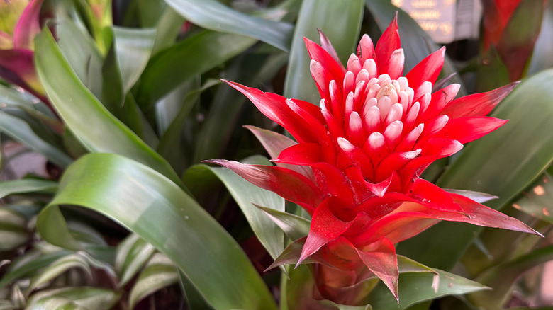 a red bromedliad flower in bloom