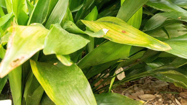 Yellow leaves grow on a cast iron plant