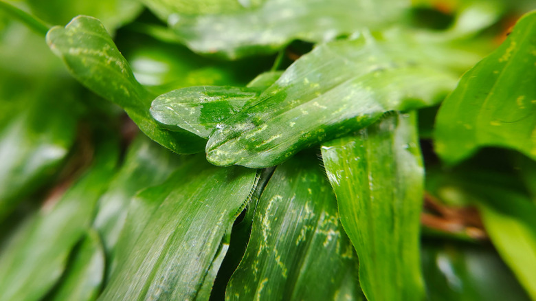 Water glistens on the surface of a cast iron plant  (Aspidistra elatior)