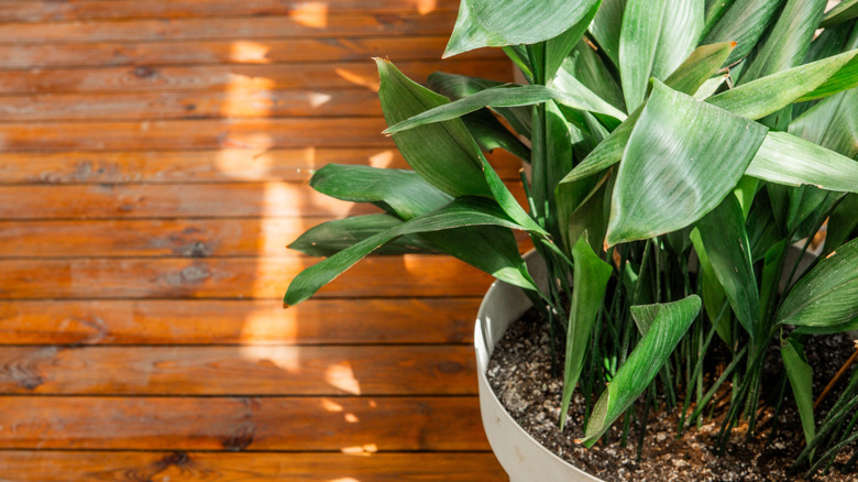 A healthy cast iron plant grows in a white pot
