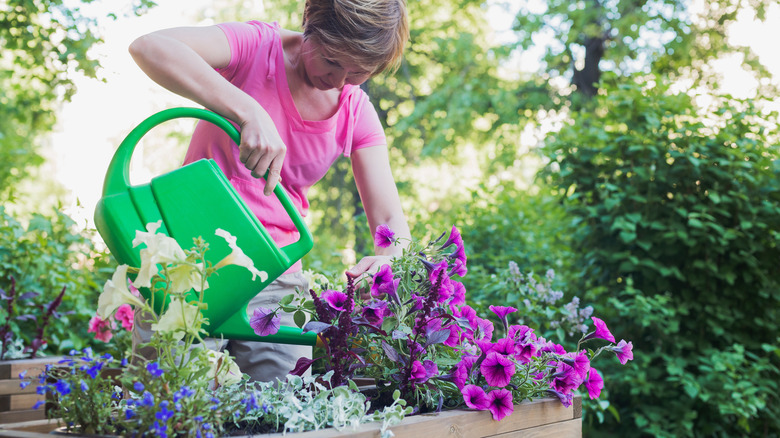 person watering petunias outdoors