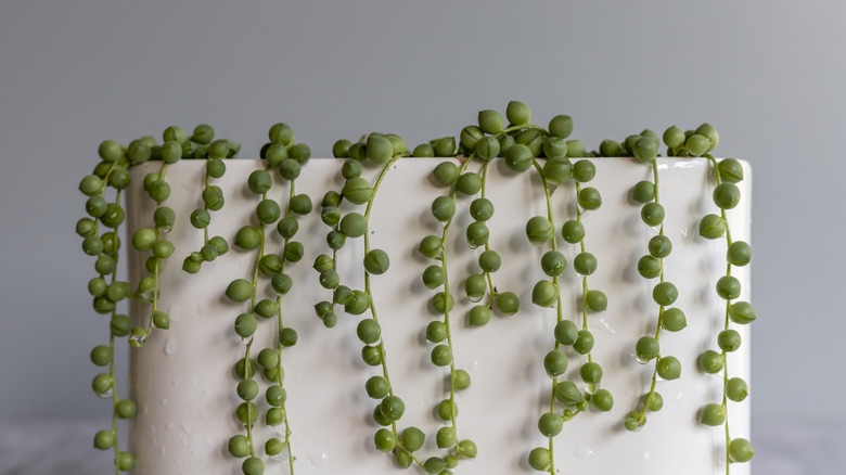 string of pearls in a decorative pot