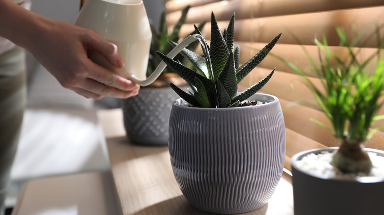 Person watering a fairy washboard succulent plant