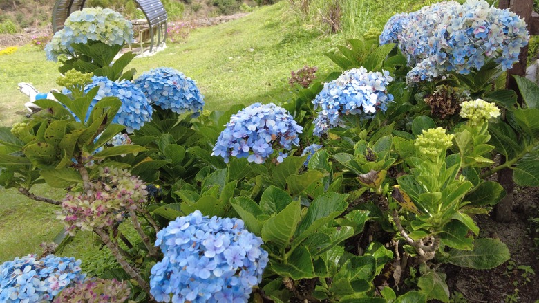 Blue hydrangeas growing in a sunny outdoor garden