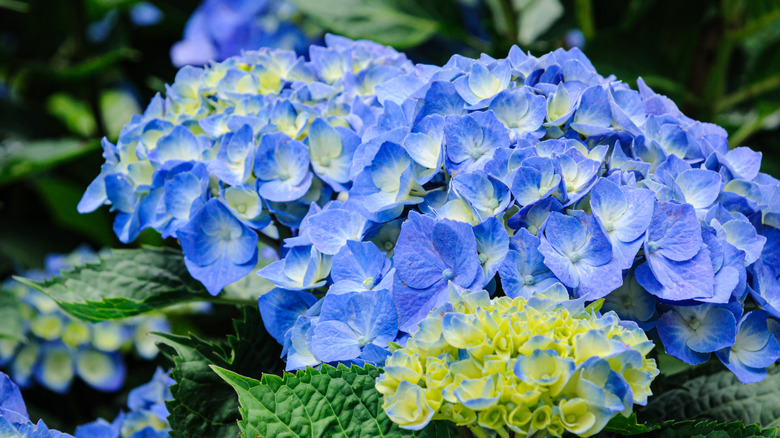 Closeup of the bright blue blooms of a mophead hydrangea