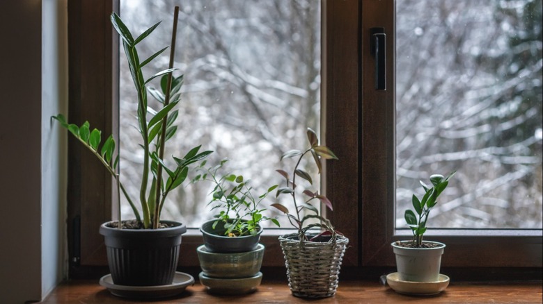 indoor plants on the window sill with snow outside