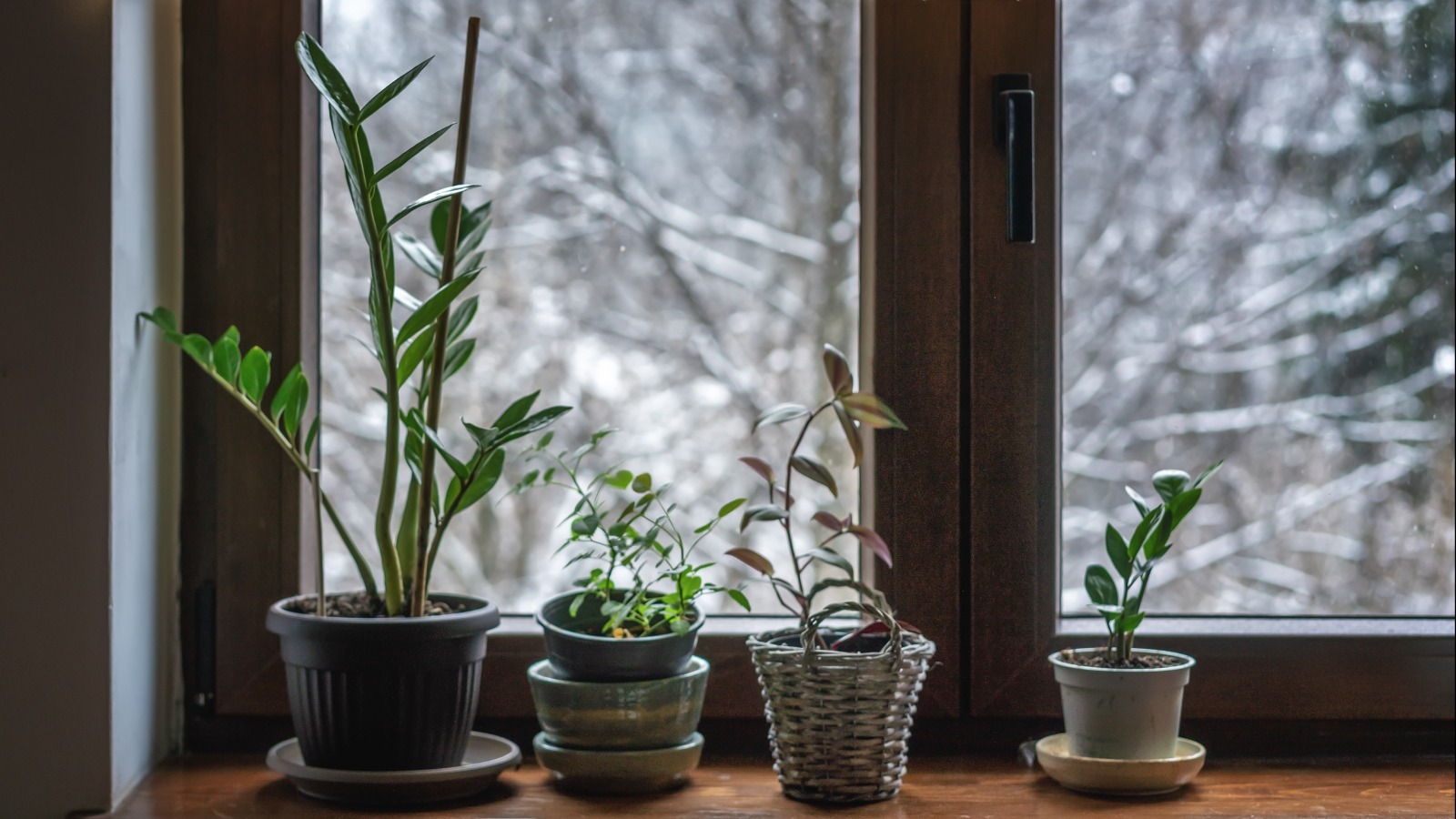 How To Water Your Houseplants The Right Way During Winter
