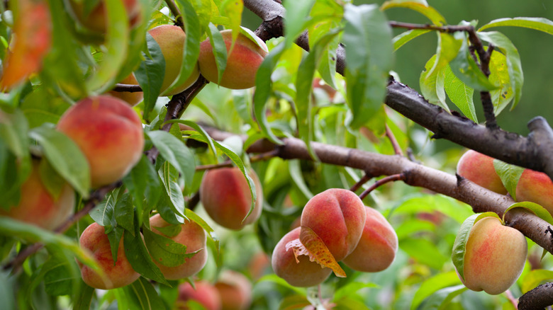 Peach tree with ripening fruit