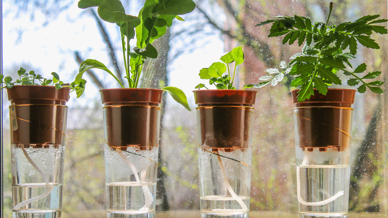 Wick watering. Plants in pots on glasses stand on a shelf on a window