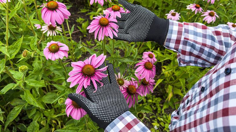 Gardener inspects conflowers (echinacea) as she prepares tham for winter.