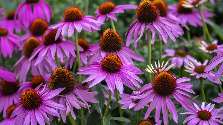 Good winter care will result in bountiful coneflower blooms in the spring.