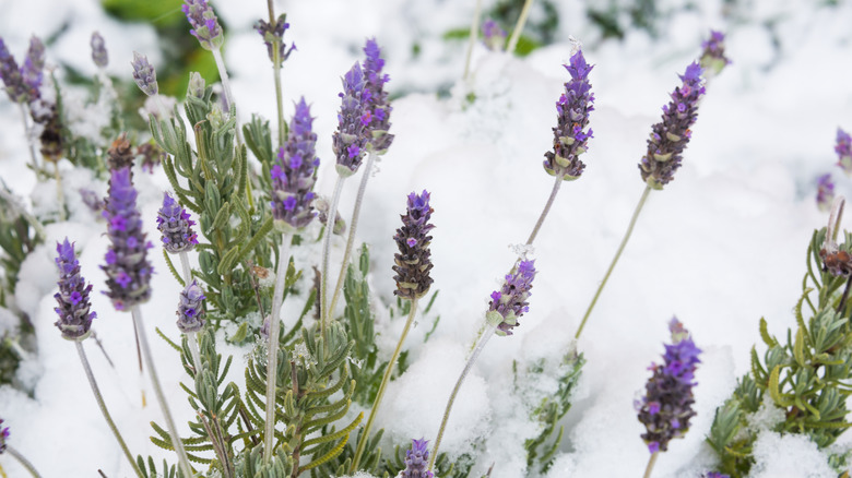 lavender covered in snow