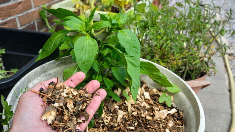 Hand holding mulch on potted plant