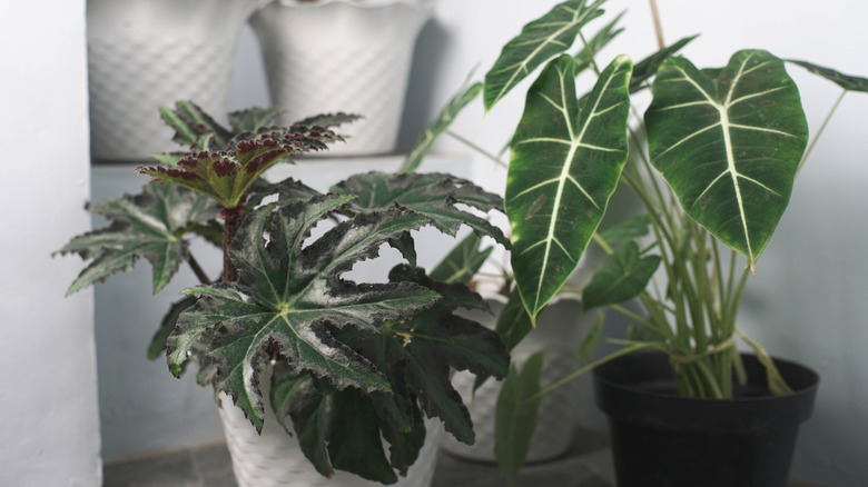 Indoor plants in containers