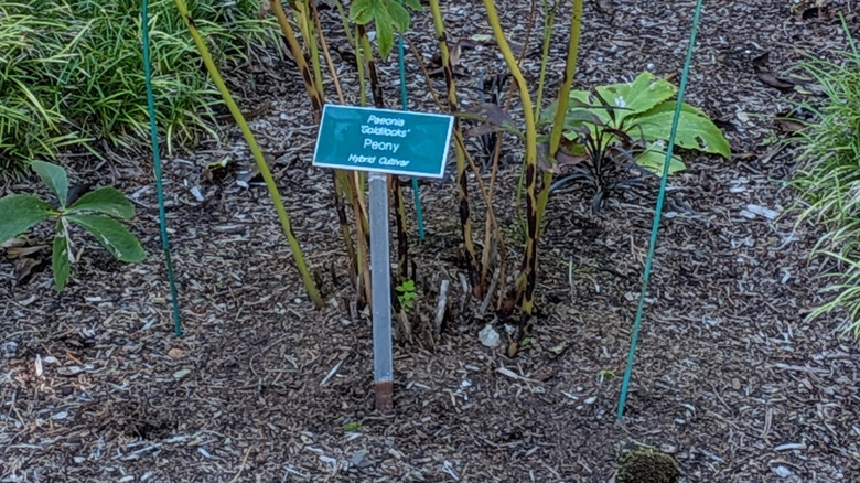 White peonies in full bloom