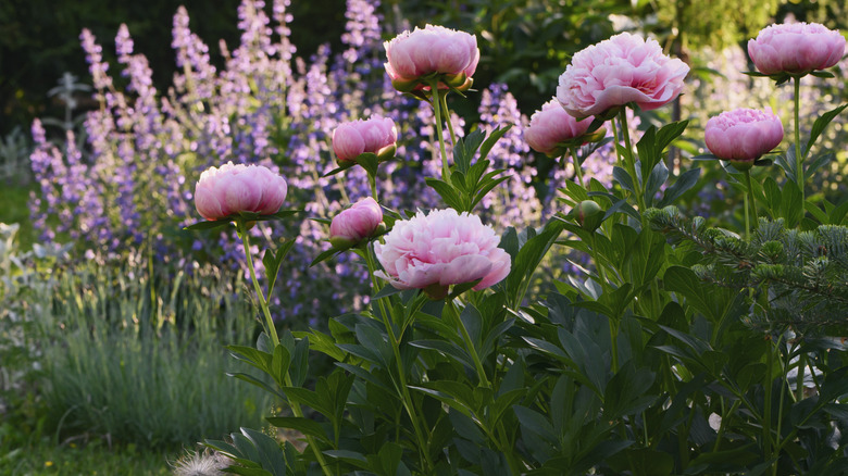 A peony plant with blush-pink flowers grows in a fall garden with other flowering plants.
