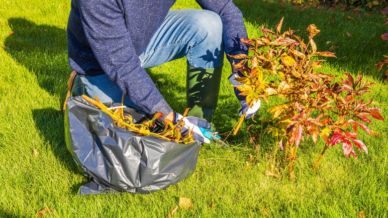 A gardener prunes a peony plant in the fall and collects stems and leaves in a plastic trash bag.