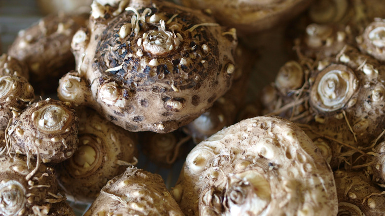 Calla lily rhizomes ready for storage