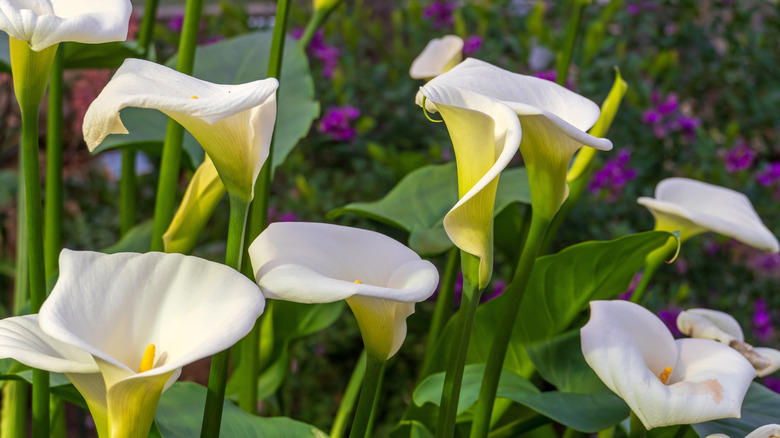 Close up of white calla lilies