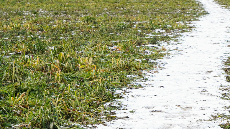 snow on ground in grass field