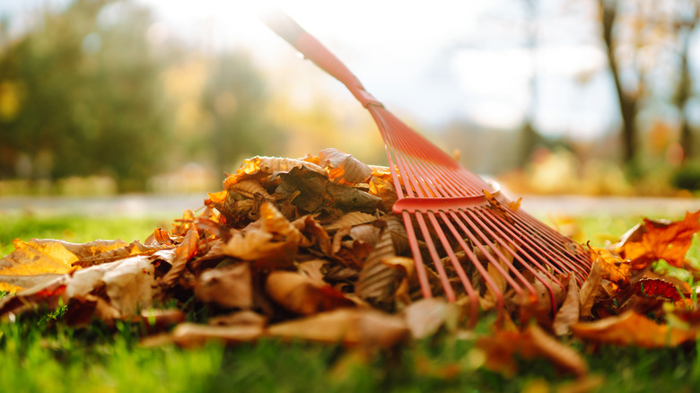 person raking leaves