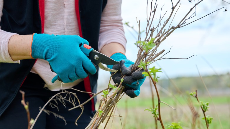 A gardener wearing blue gloves holds a bundle of pruned raspberry canes in one hand and pruners in the other.