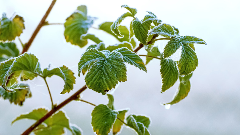 A raspberry plant covered with frost.