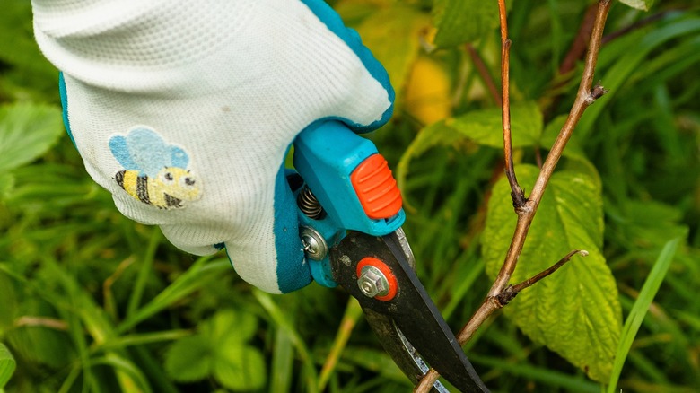 A gloved hand holds pruners to cut a raspberry cane.
