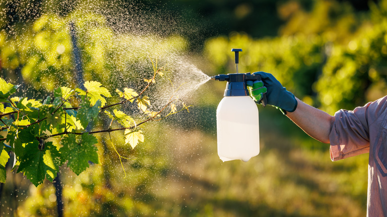 person spraying pesticides in garden