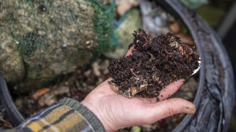 person holding up soil with worms in their hand