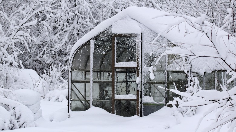greenhouse in a snowstorm 