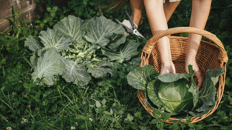 Woman harvesting cabbage from raised garden bed