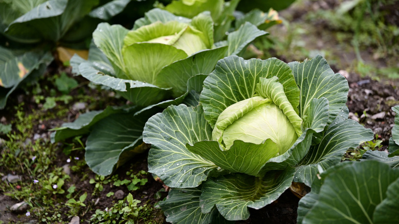 Fresh cabbage growing in a garden ready to be harvested