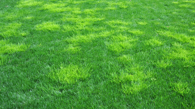 Lawn with bluegrass coming up 